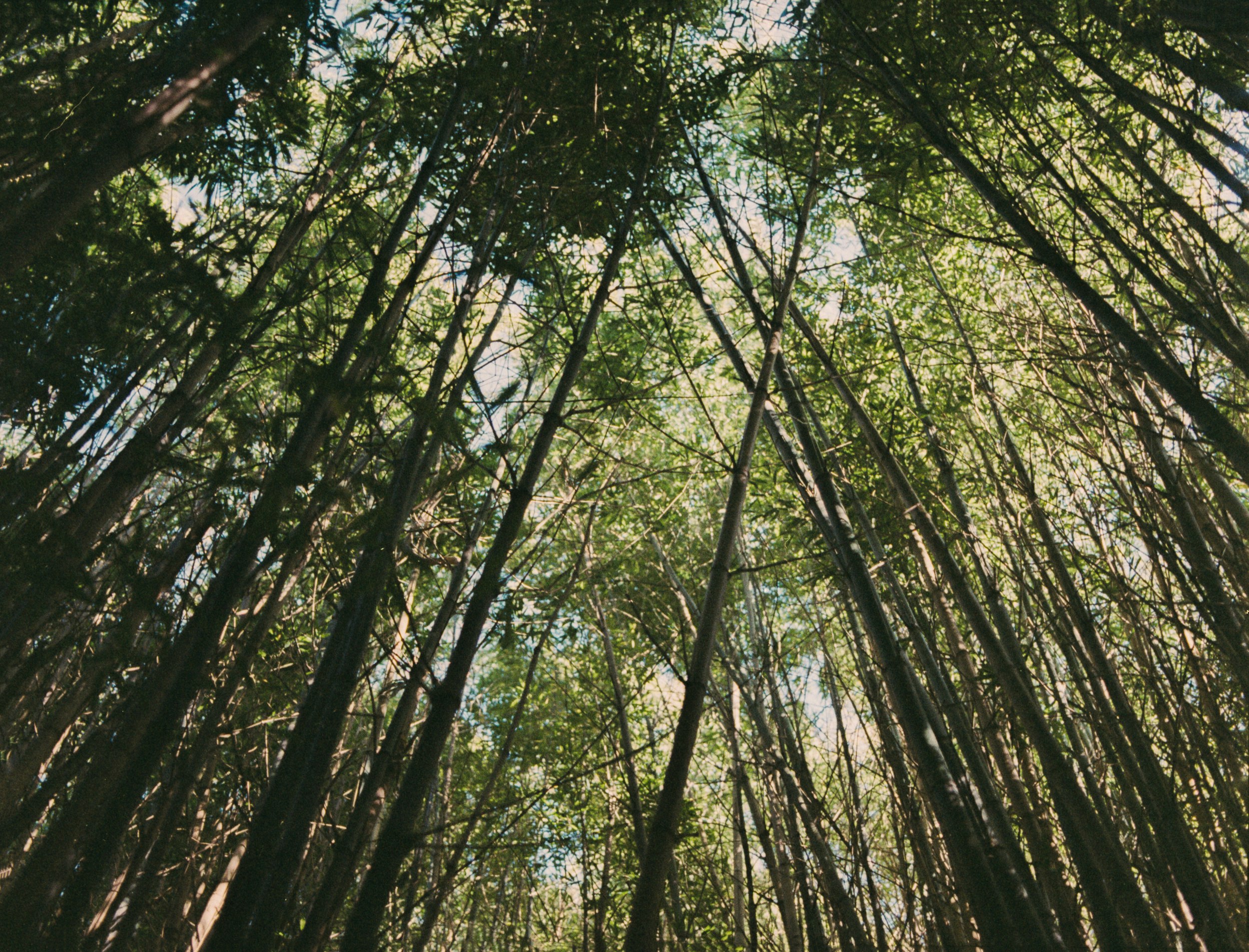 tall green trees view